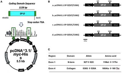 Functional Analysis of Genetic Variations in Surfactant Protein D in Mycobacterial Infection and Their Association With Tuberculosis